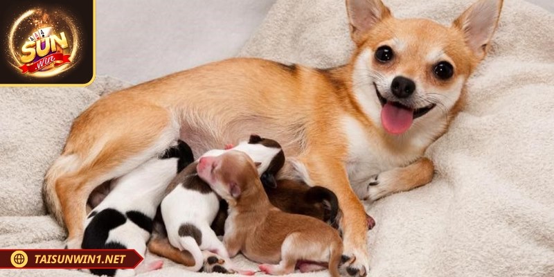 Mỗi chiêm bao có thể giải mã ra những con số may mắn khác nhau