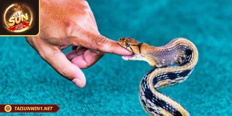 Nếu mơ thấy rắn cắn vào tay chảy máu, hãy thử vận may với con số 45